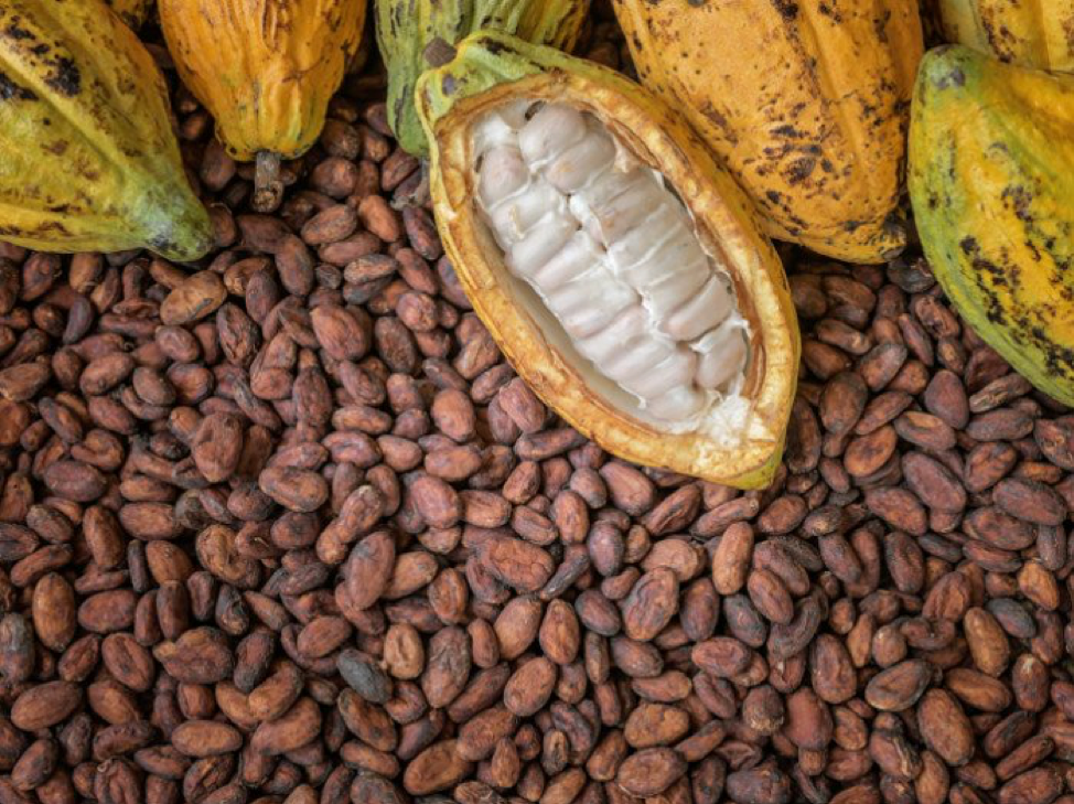 FG Targets 500,000 metric tonnes of cocoa production by 2025