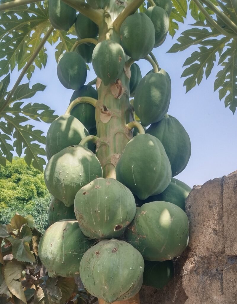 Health Benefits of Pawpaw, the King of Fruits !