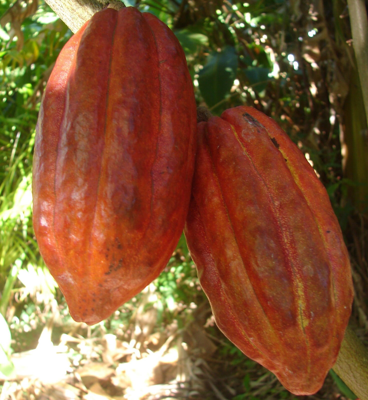 Adeleke, Sanwo-Olu, others list ways to enhance market access for cocoa