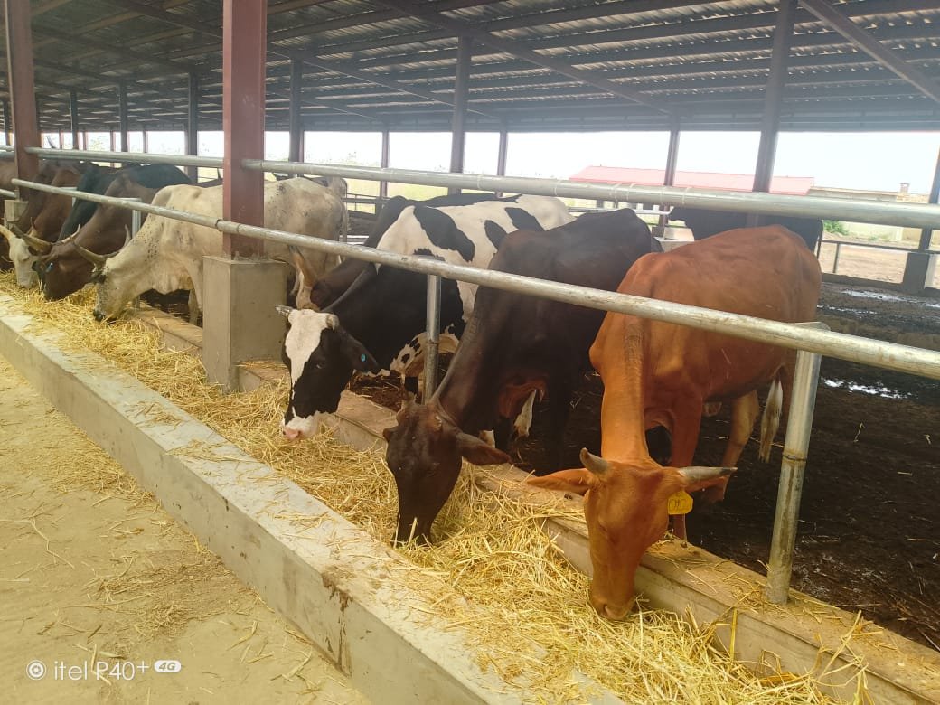 Livestock Production: Oyo State model gets high rating