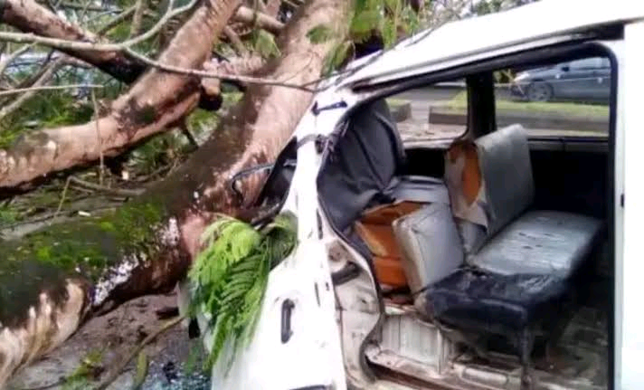 Tragedy : Tree Collapses In Enugu, Kills All 18 Passengers