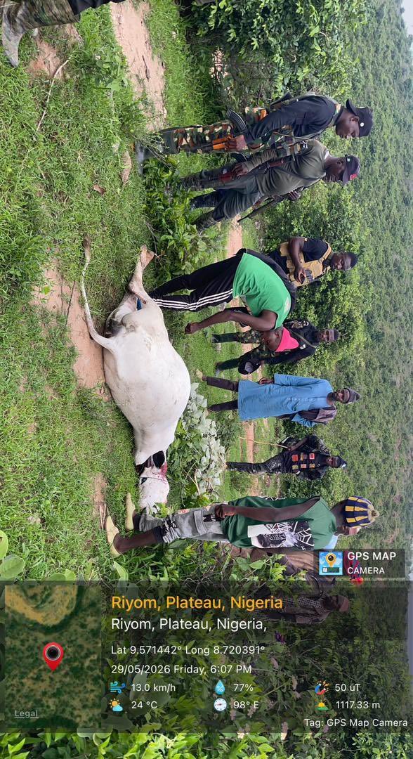 One cow killed, four injured in attack on cattle by Berom Militia in Plateau