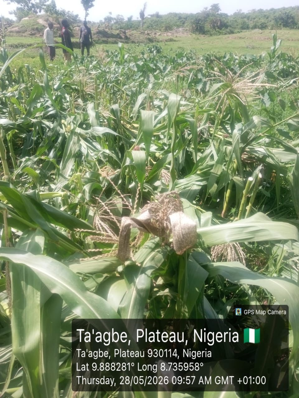 Troops launch manhunt for herders after alleged destruction of farms in Plateau