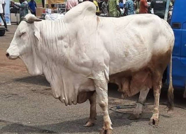 Miyetti Allah urges FG loans for butchers to cut beef prices